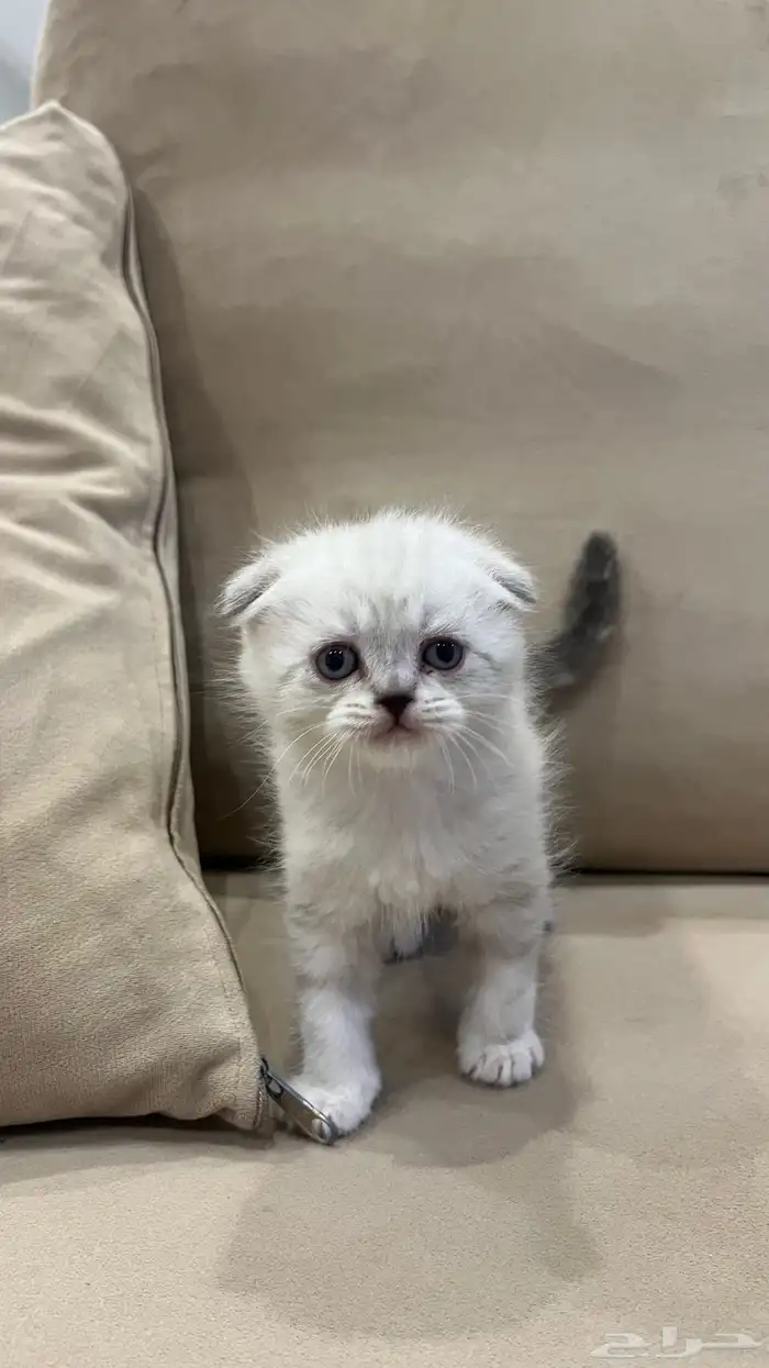 كتن سكوتش فولد 3