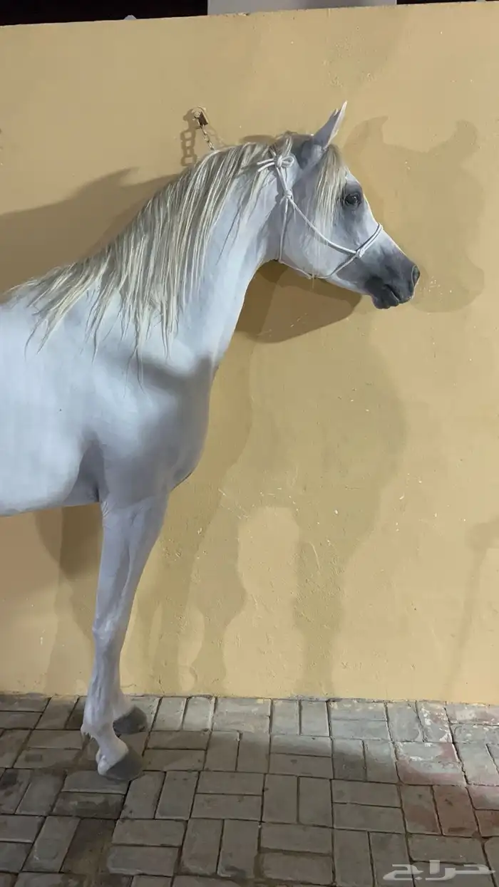 حصان شعبي 4
