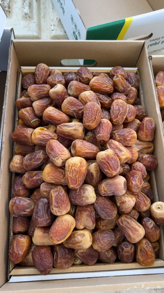 نوادر المفتل والجلكسي 2