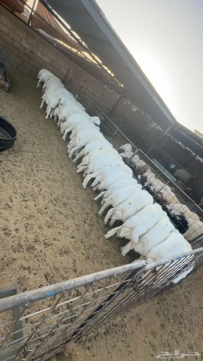 جميع انوع الذبائح البريه 0