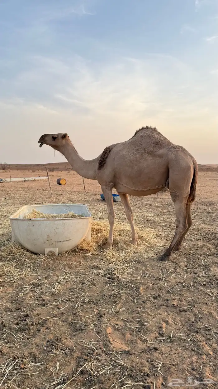 للبيع حمرا عشرا كفو طبع وهداوه شرط ولقيه حمرا عزيزيه كفو 2