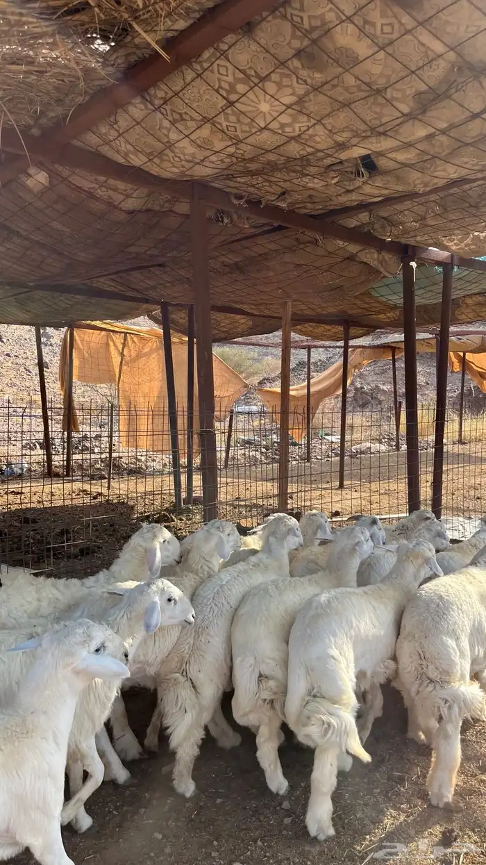 طليان حري حبصي ذبايح 8