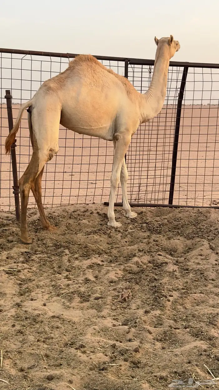 حره بكره مفروده تروح حقه بنت زرعان وامها اصيل 3