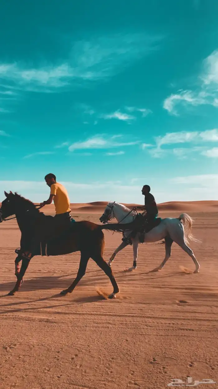 تدريب وتعليم ركوب الخيل و ايواء 7