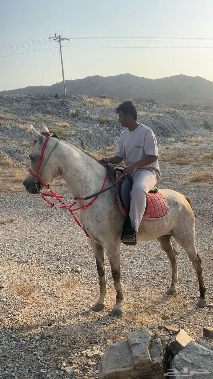 فرس شعبيه فاخره 1