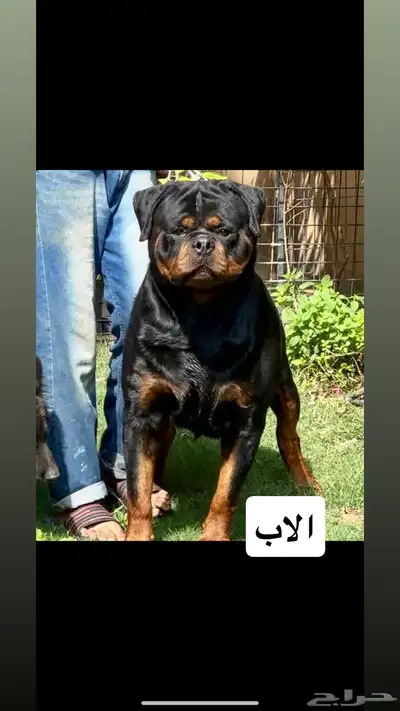 روت وايلر مستوى عالي index