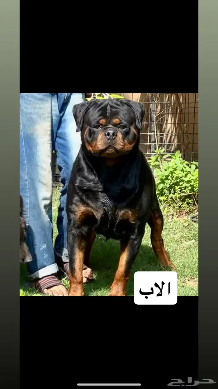 روت وايلر مستوى عالي 3