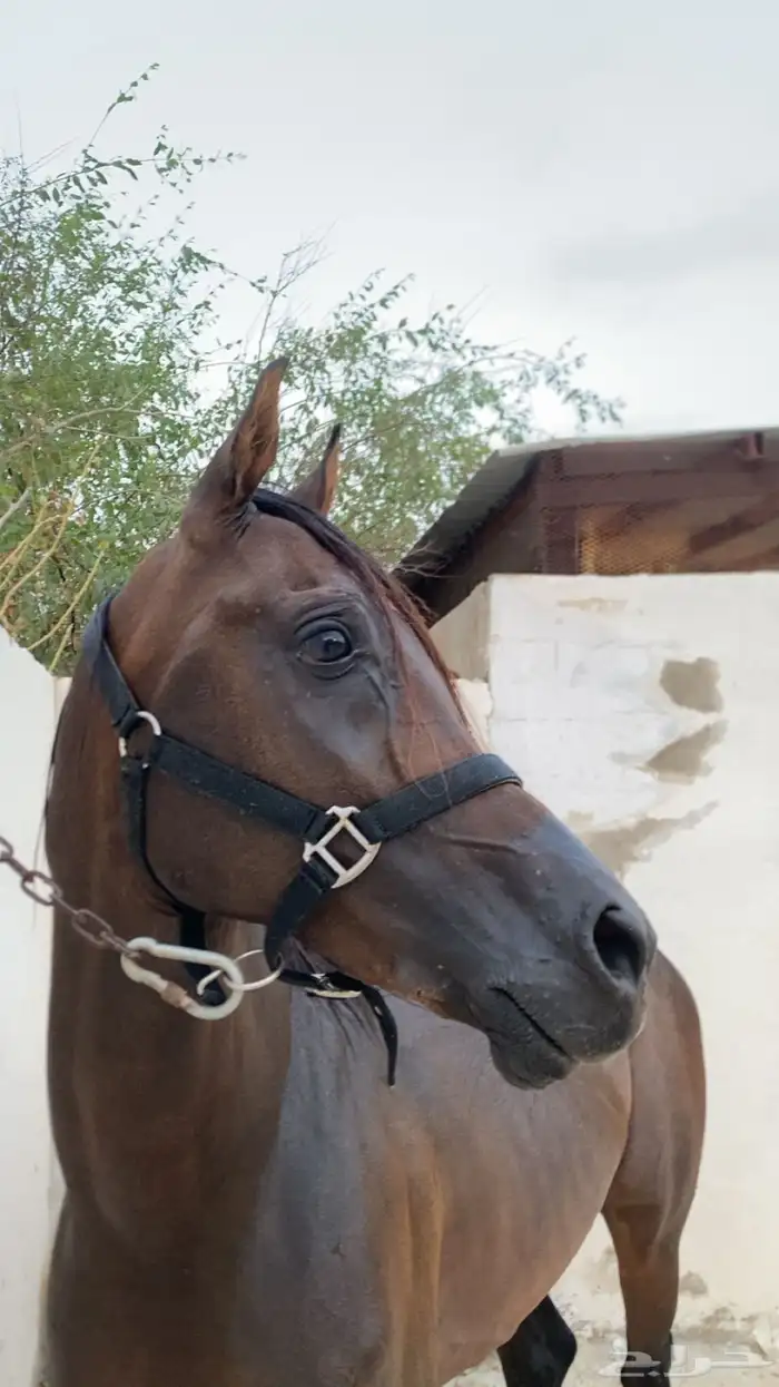 خيل عربي 0
