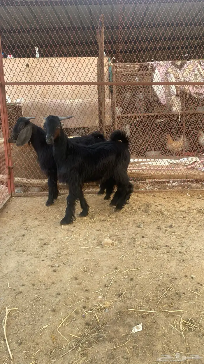 تيوس نجران 3