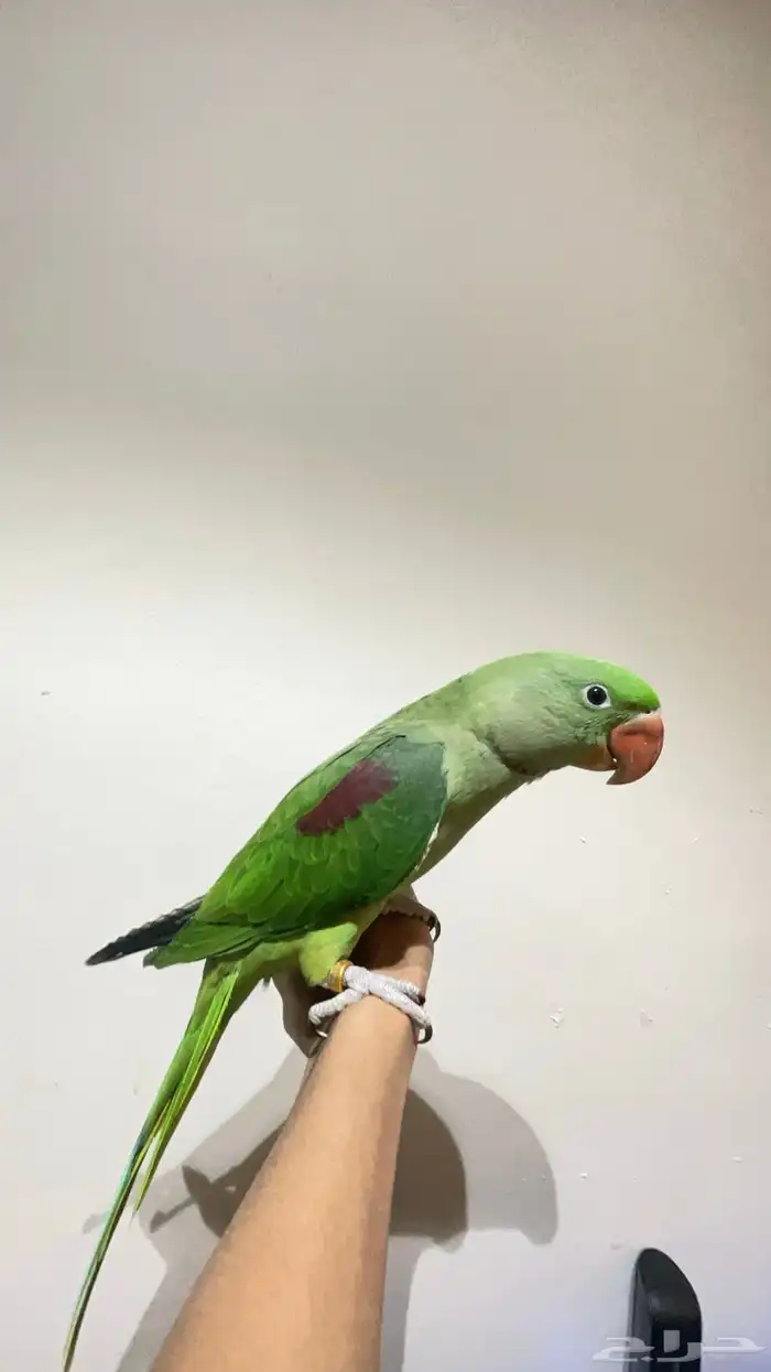 ببغاء درة نيبالي اليف 3