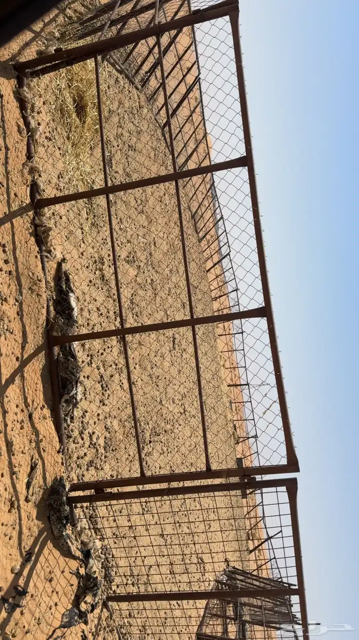 شبك ابل 0