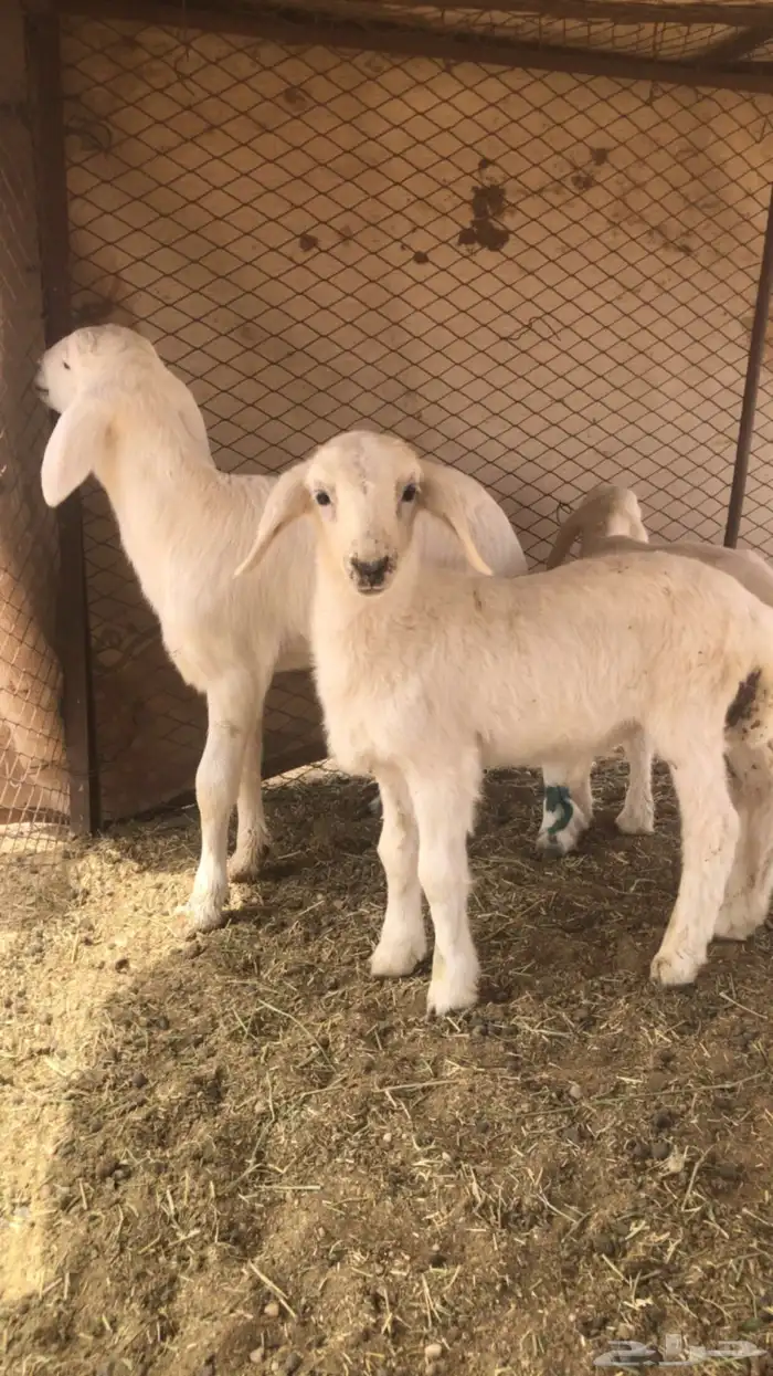 حريات مواليد 5