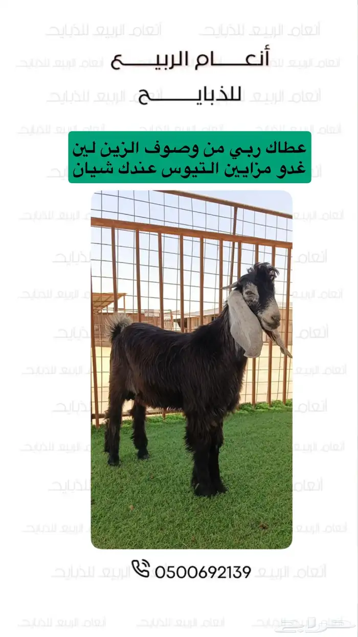 تيوس عدد 6 للبيع 0