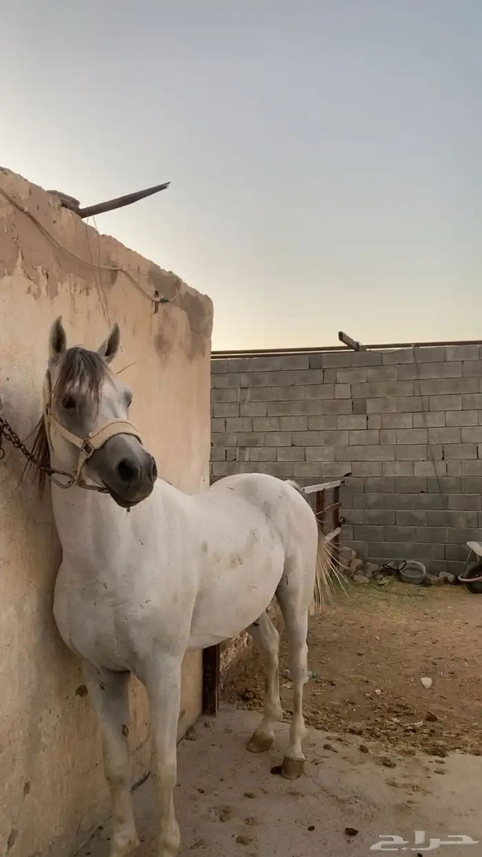 حصان 1