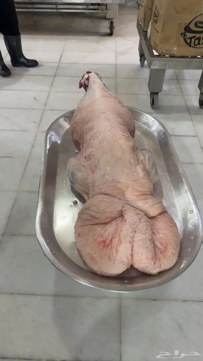 ذبايح نعيمي فاخر كناور 5