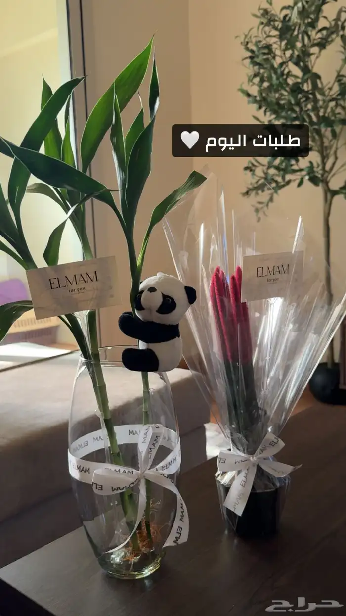 نباتات داخليه 11
