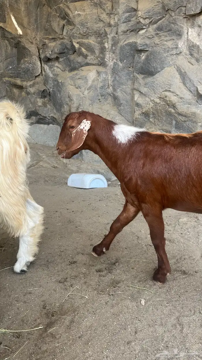 تيس اجم للبيع 3