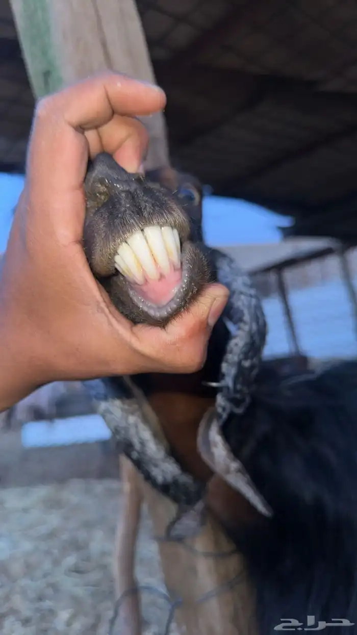 معزا حليب 2