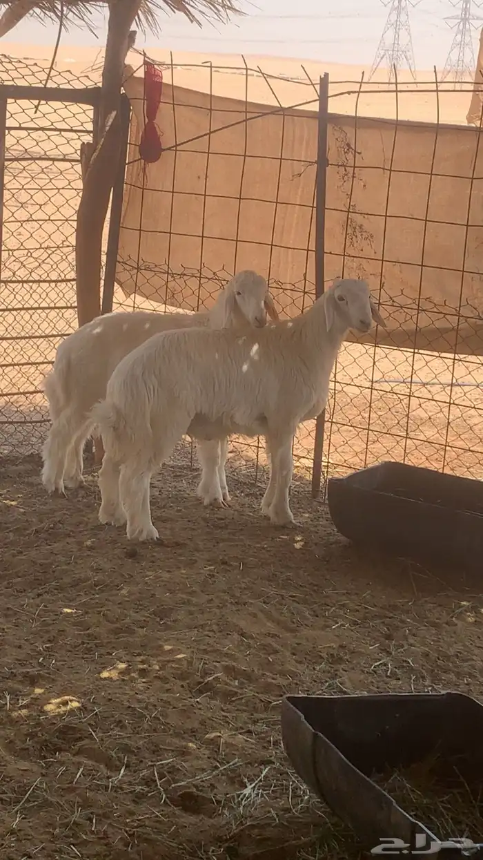 للبيع طليان 0