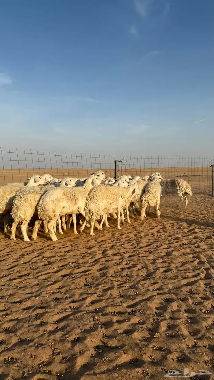 رخال حريات دفيع منوة مدور الصنف 8