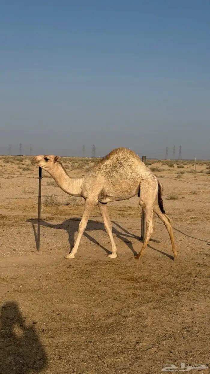 حاشي طيب 4