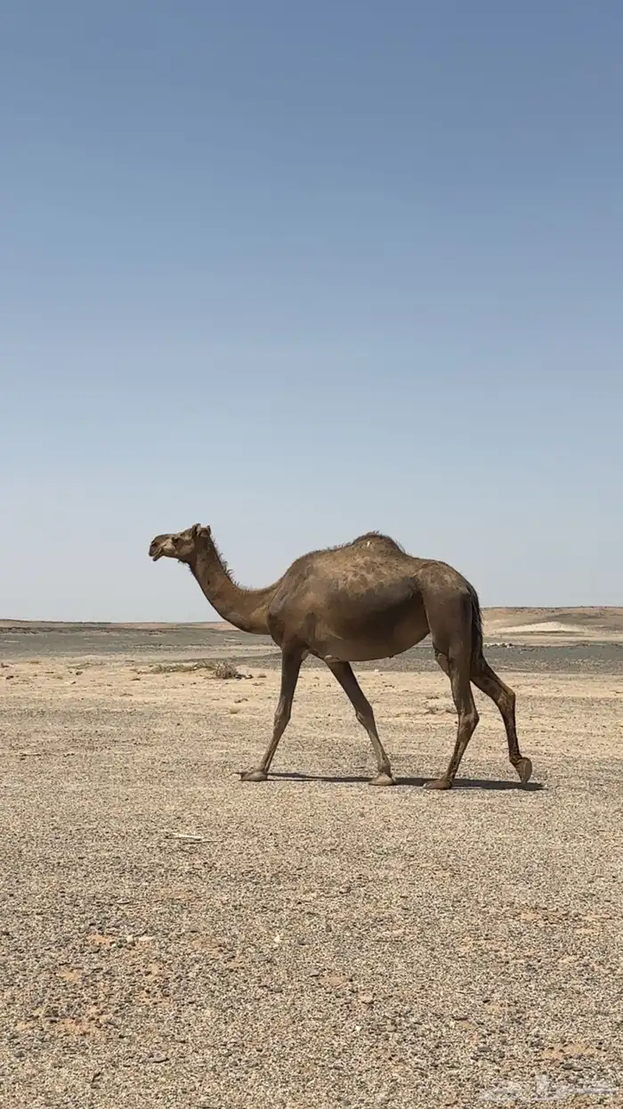 للبيع الناقه الي في بطنها ثانيها 0