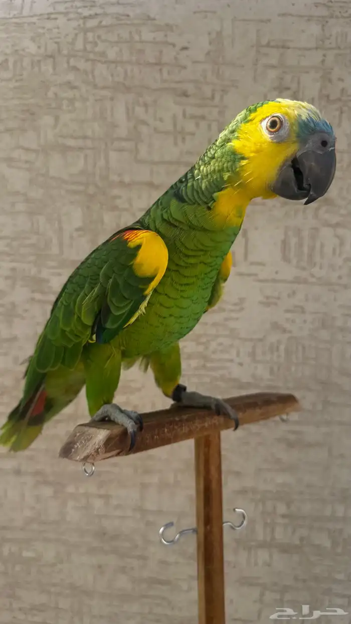 ببغاء أمازون بلو فرنتد جاكو محجل محلي 5
