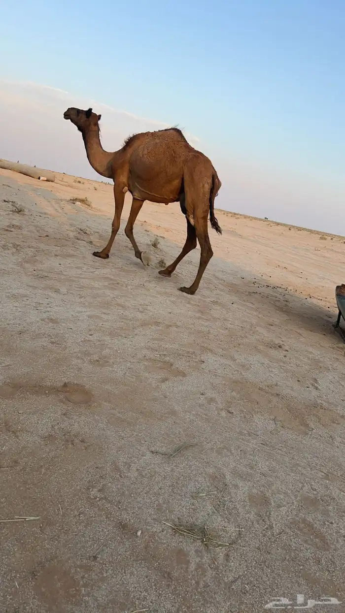 ابل للبيع 2