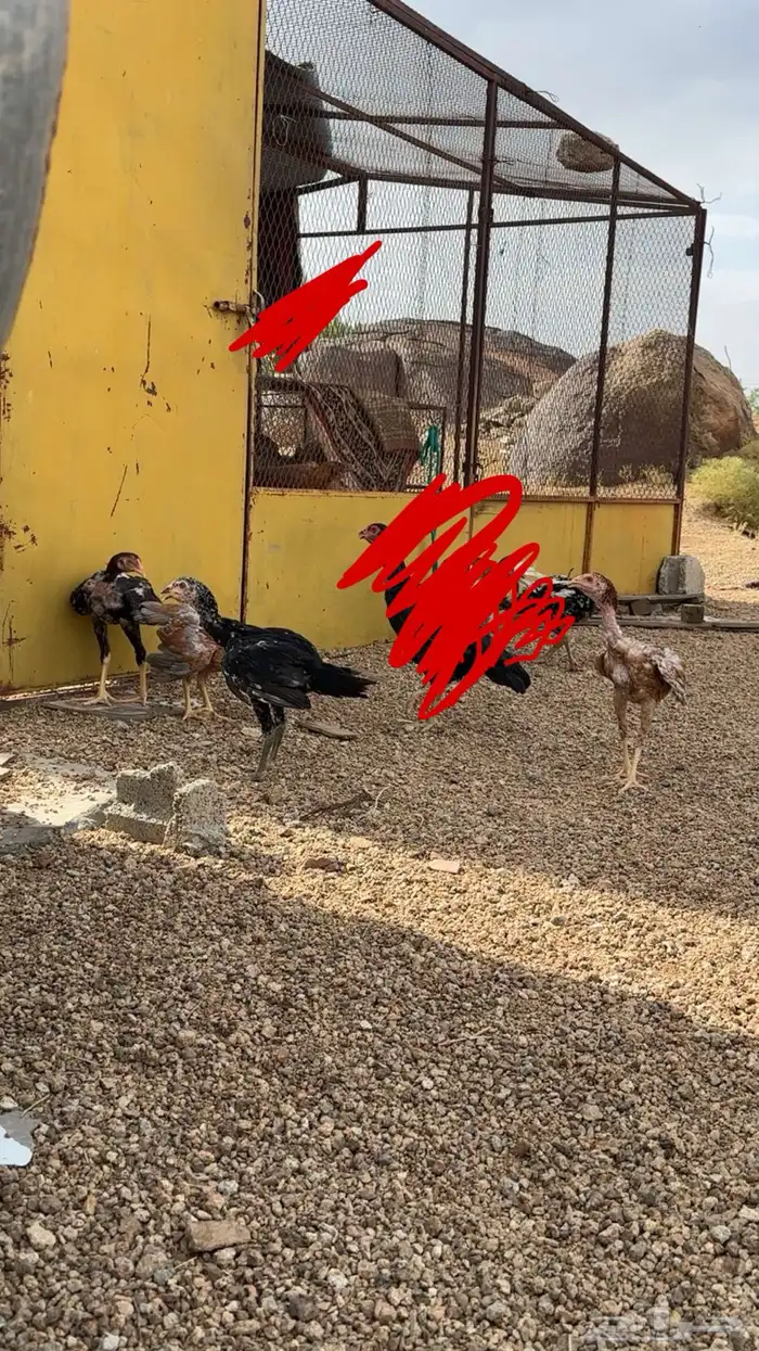 دجاج باكستاني سندي 7
