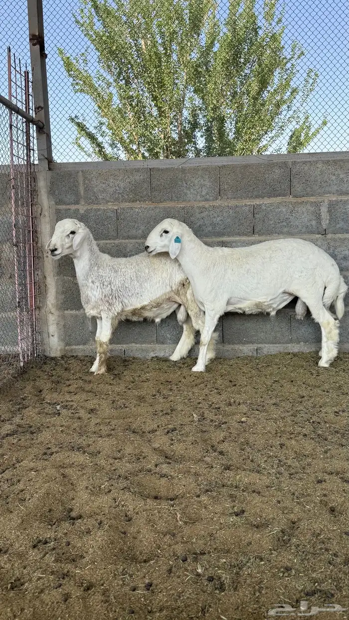 طليان حريات جذعان (( تمم ااالبيع)) 5
