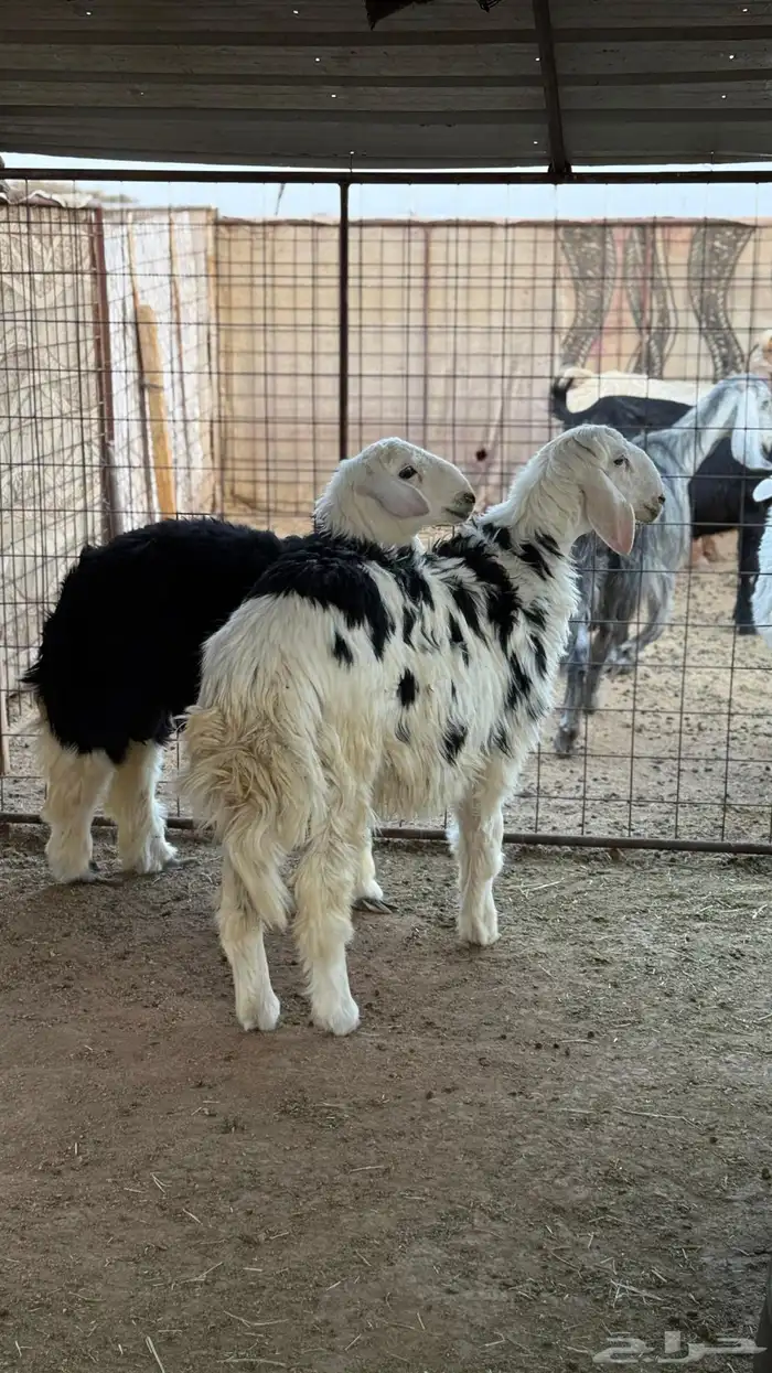طليان نجد مقفله 1