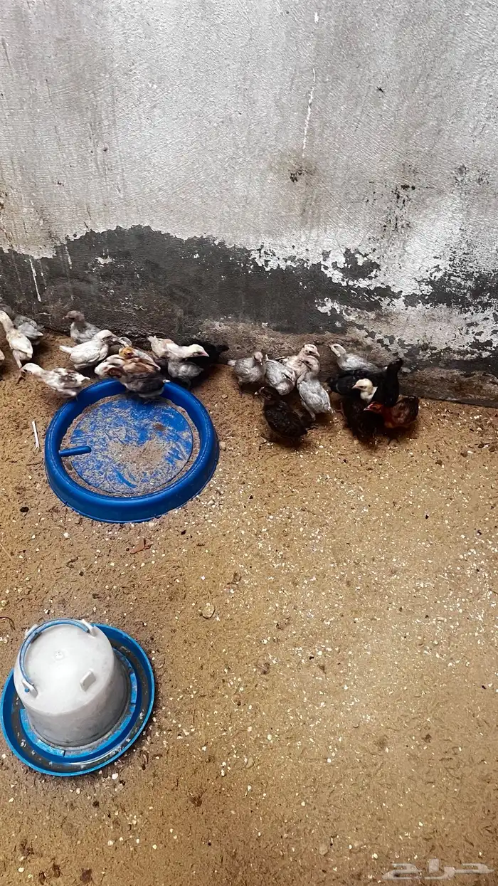 صيصان دجاج مشكل 1
