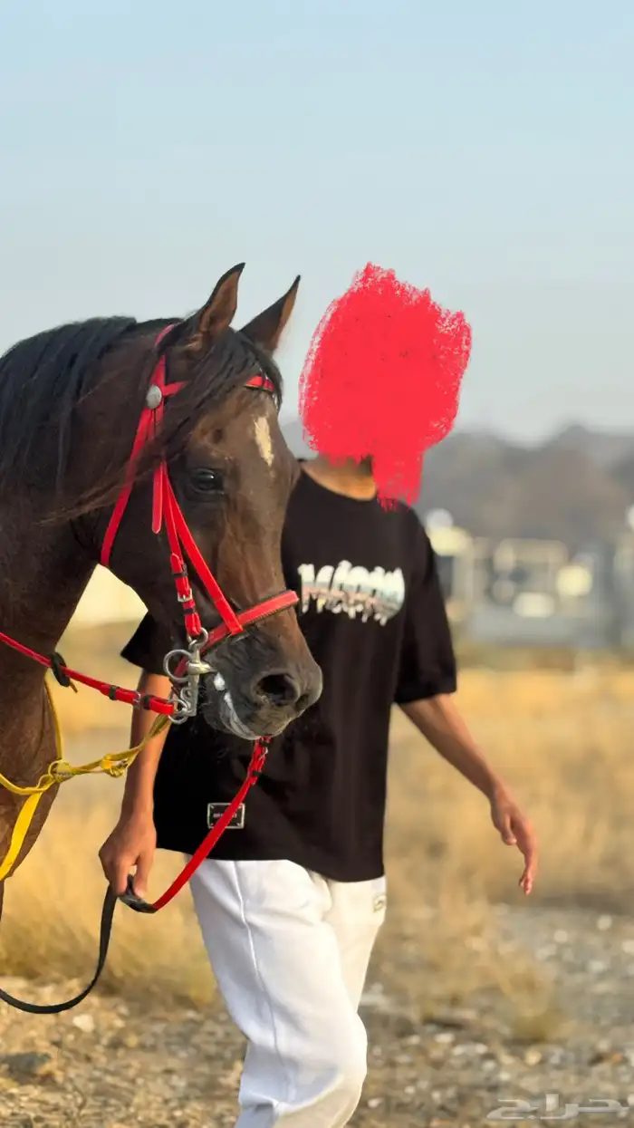 خيل عربي 1