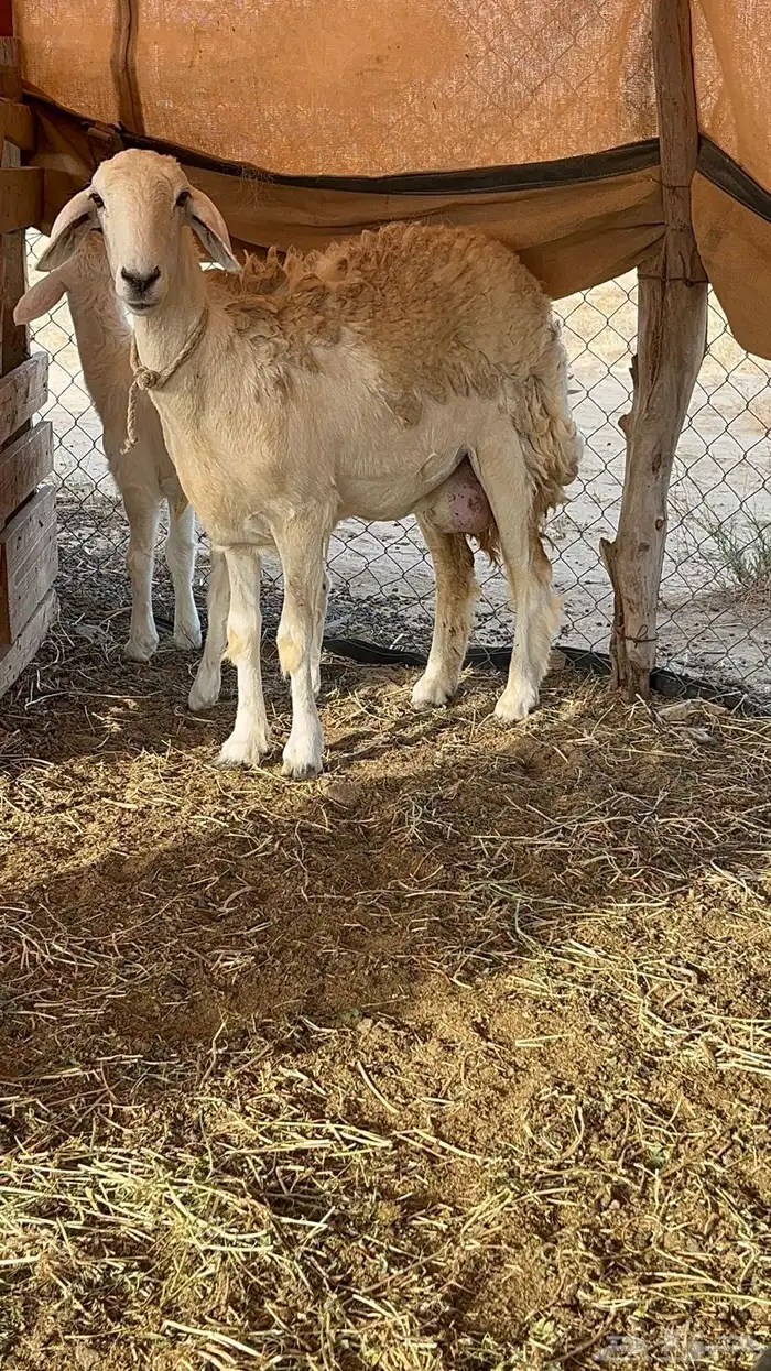 رخله حريه 0