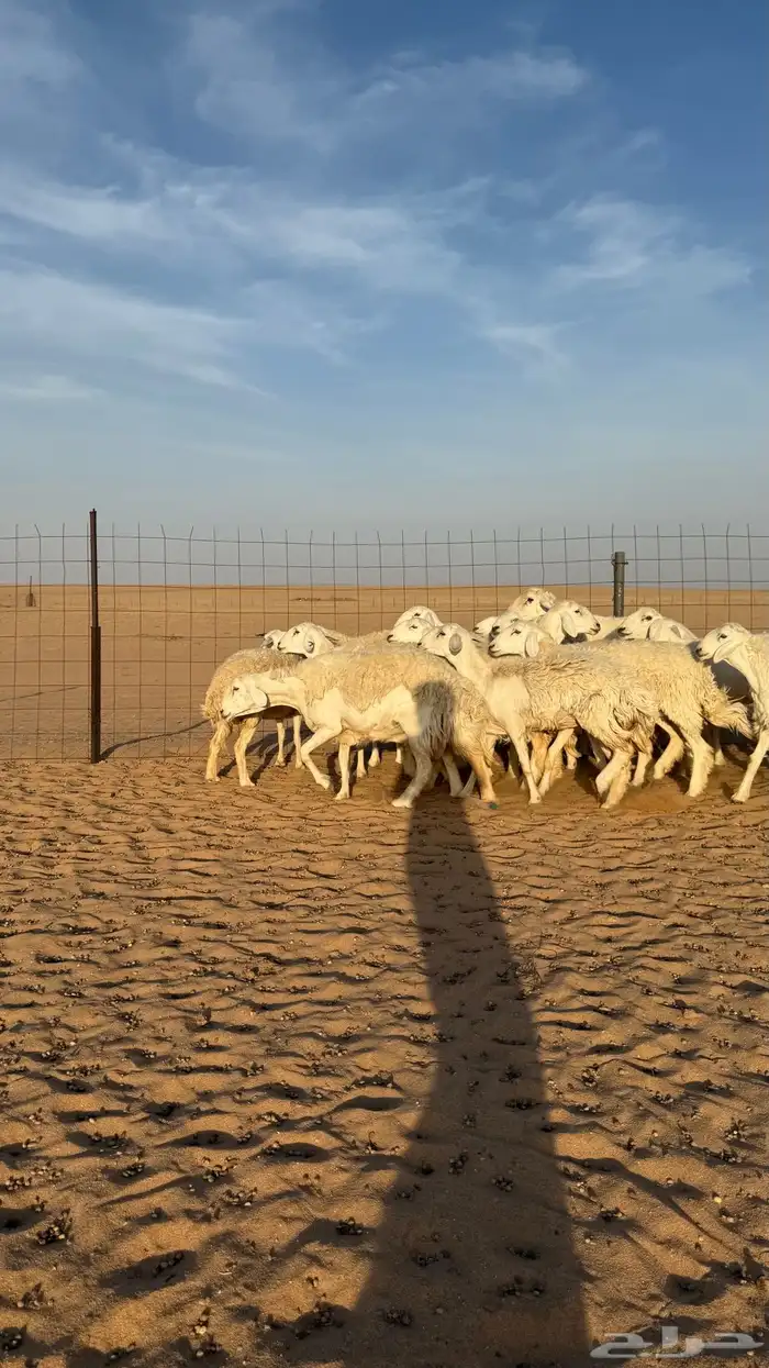 رخال حريات دفيع منوة مدور الصنف 12