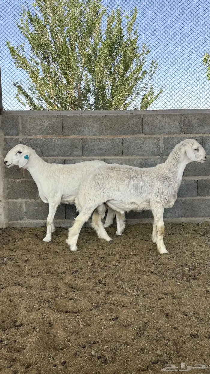 طليان جذعان حريات 6