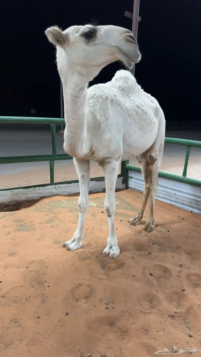 تم البيييععع بكره حيسونيه 0