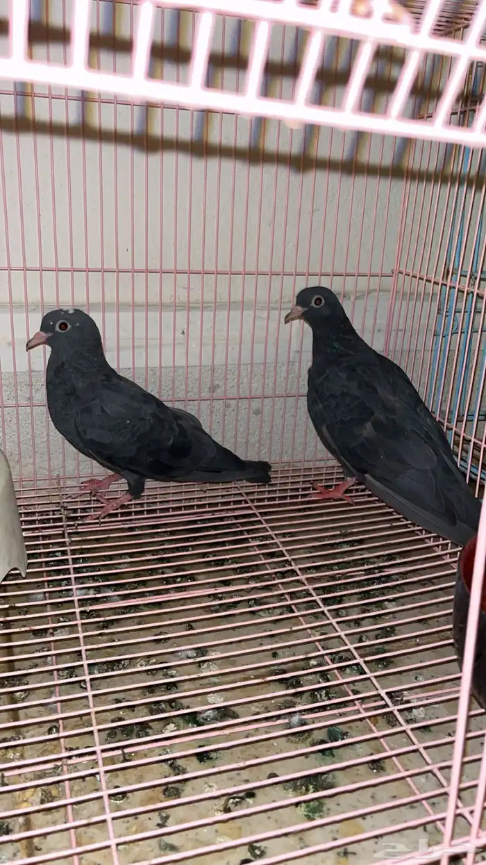 حمام صنعاوي 0