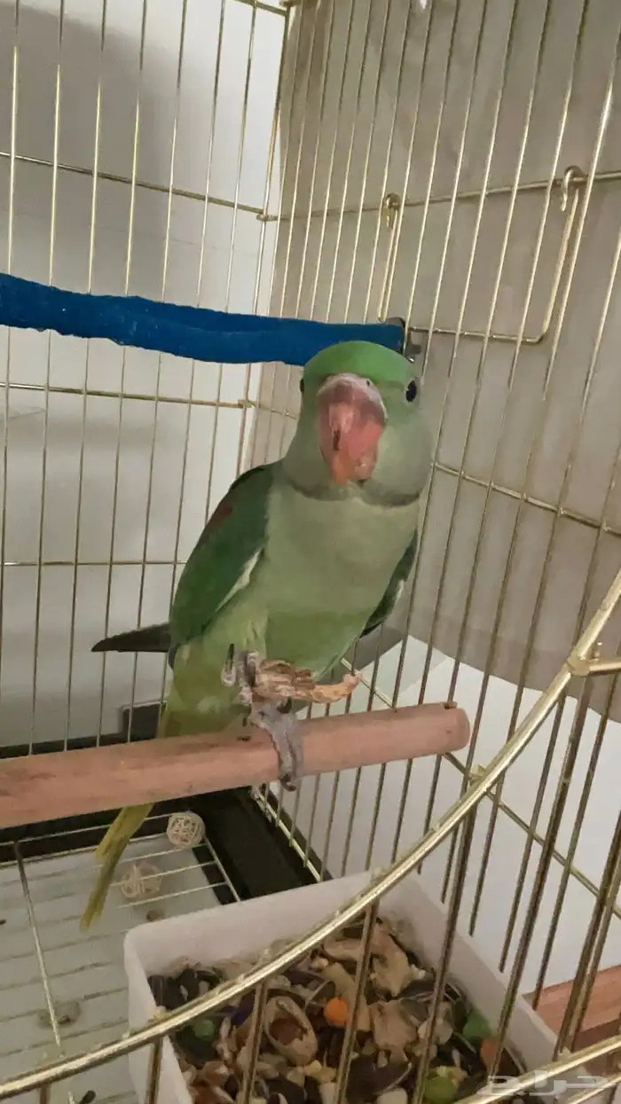 ببغاء درة نيبالي اليف 5