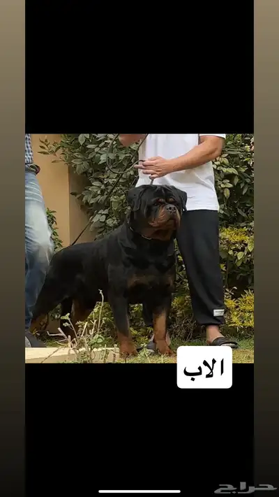 روت وايلر مستوى عالي index