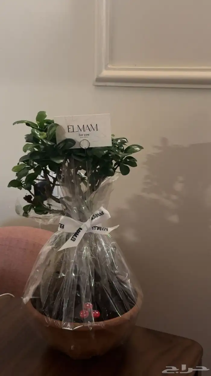 نباتات داخليه 9