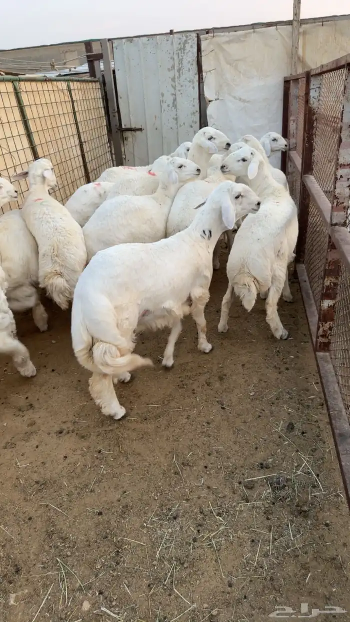 بهم حريات 6 شهور وطالع وفحل نجد وفحل عيسي 2