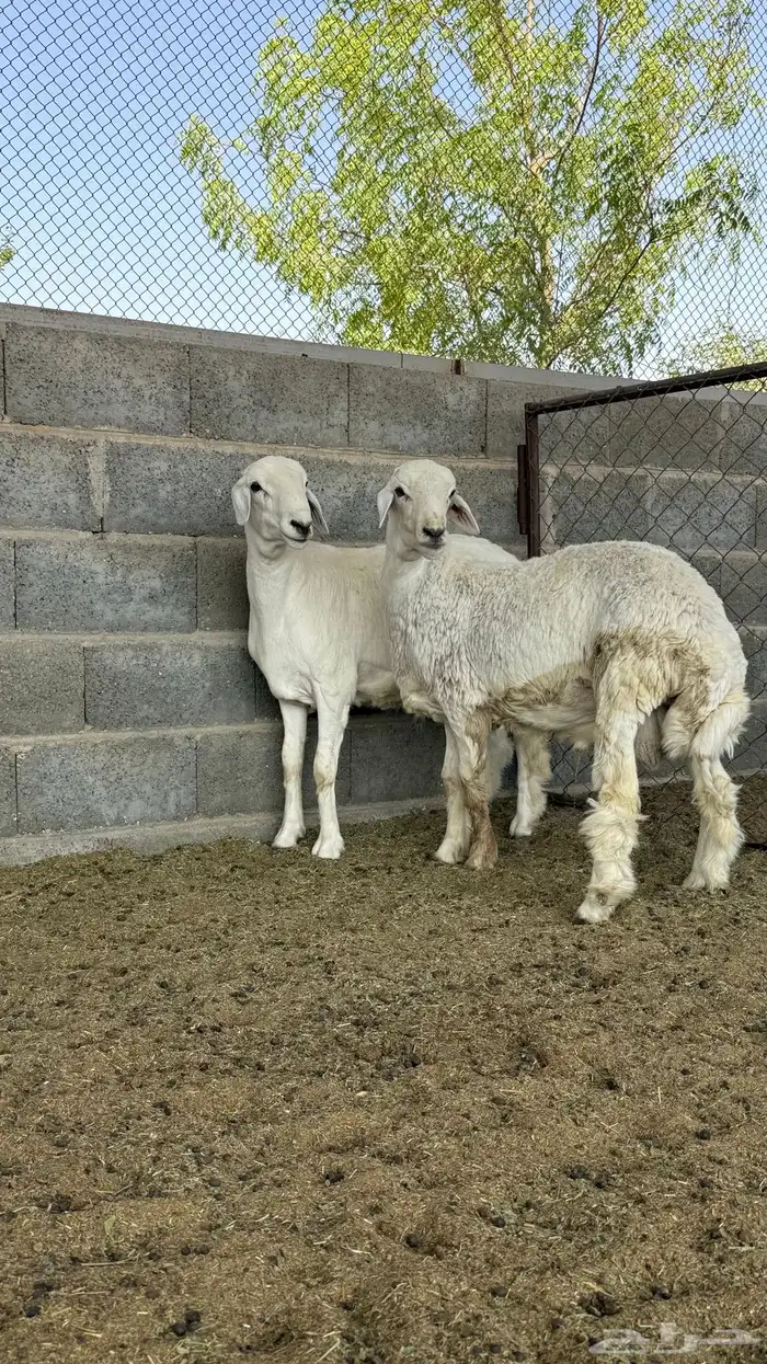 طليان جذعان حريات 0