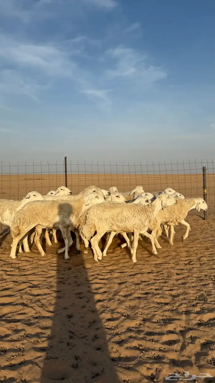 رخال حريات دفيع منوة مدور الصنف 3