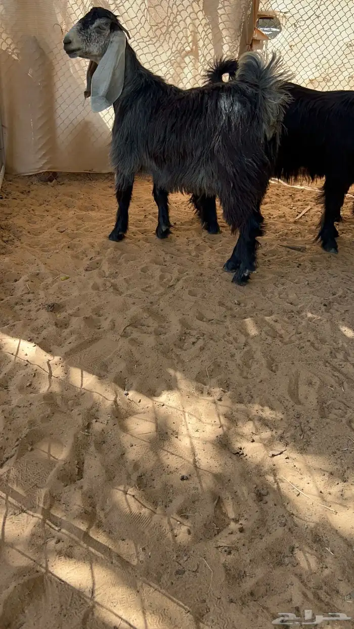 جذعات عوارض خصم 0