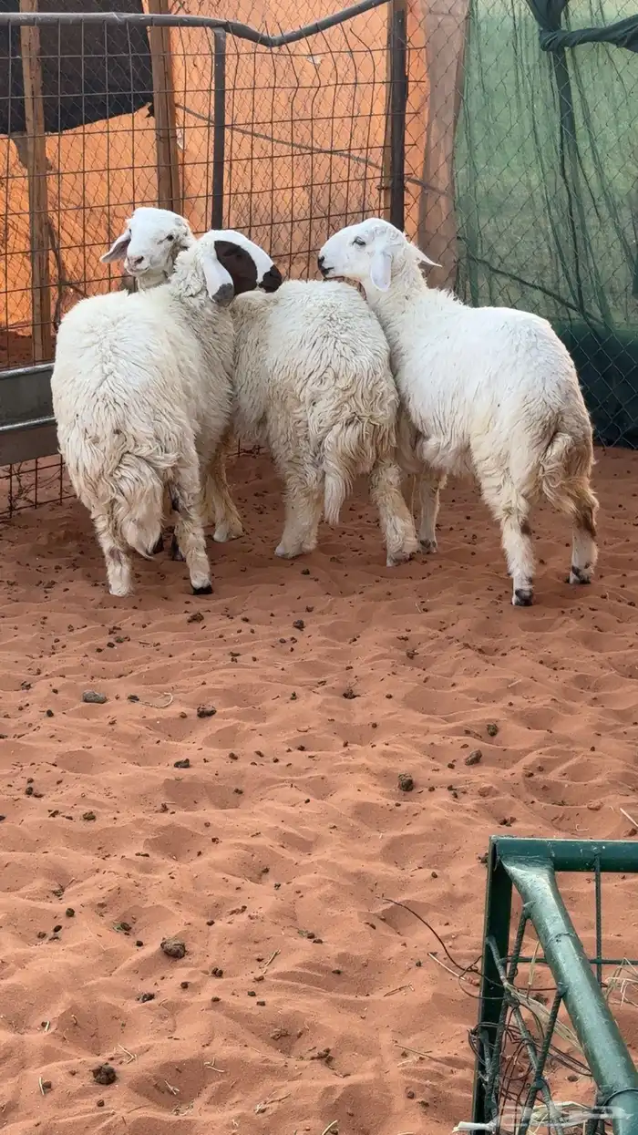 3 طليان نعيم مهجن 1