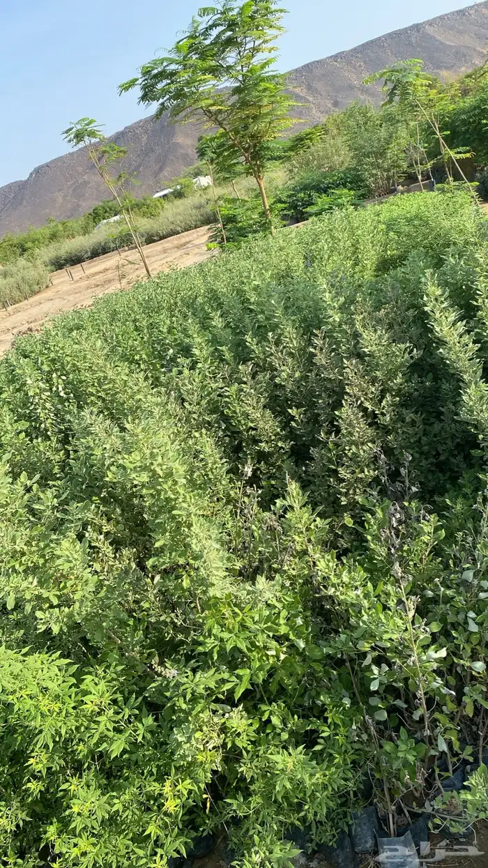 اشجار باحجام مختلفة البيع جمله فقط 0