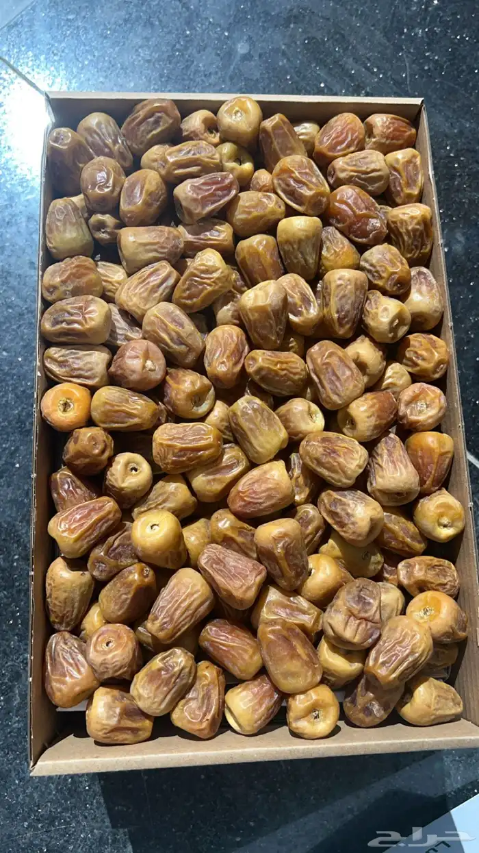 نوادر المفتل والجلكسي 4