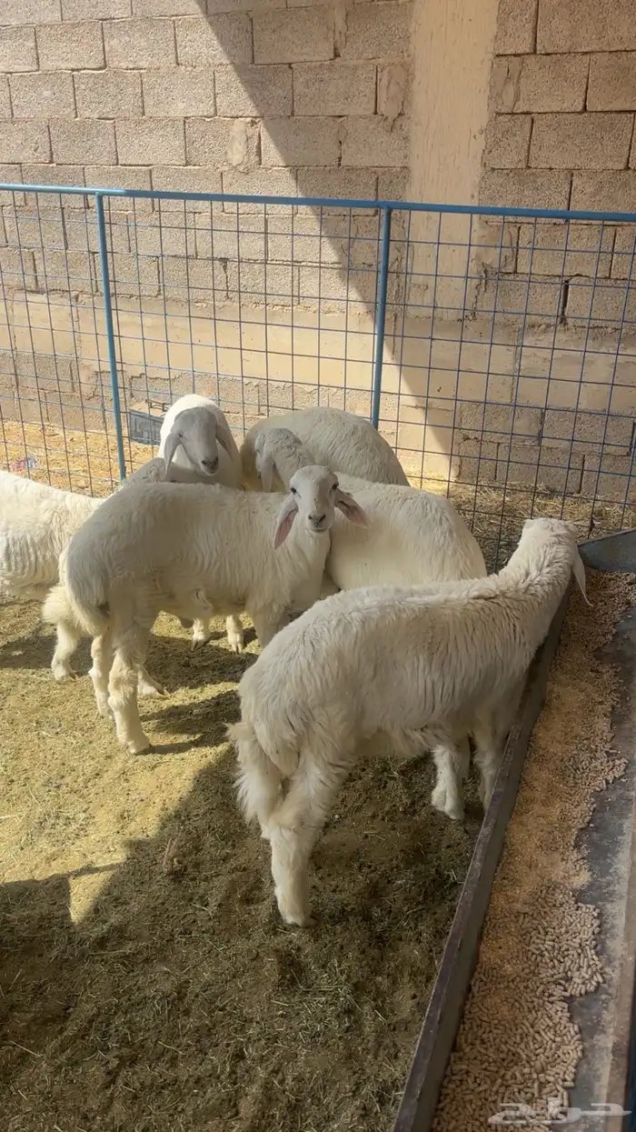حريات طيبات 0
