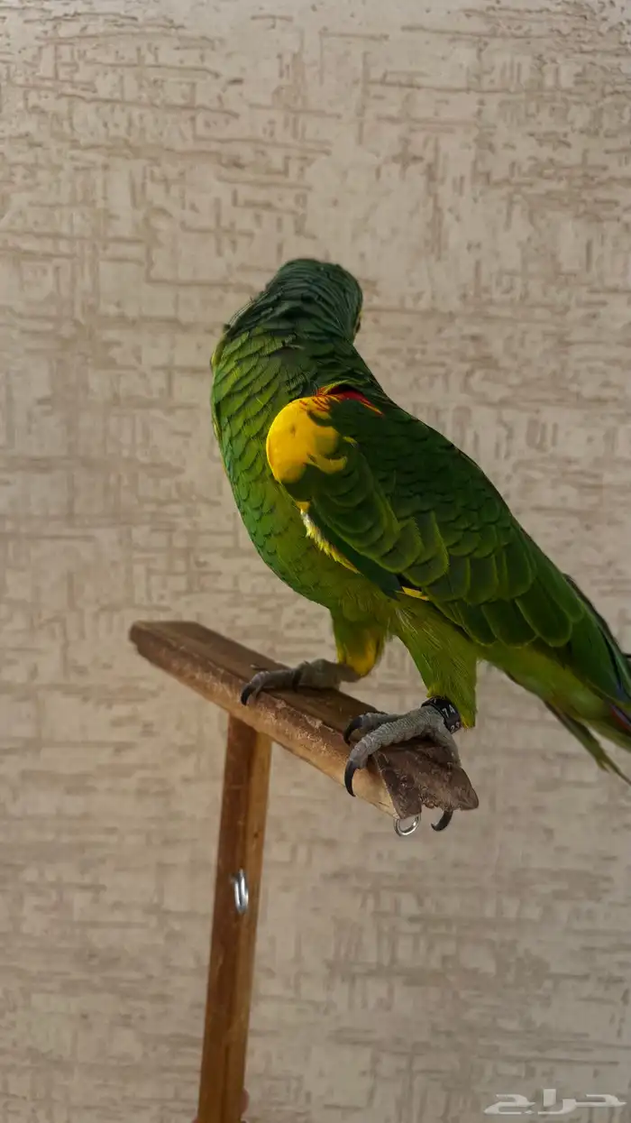 ببغاء أمازون بلو فرنتد جاكو محجل محلي 4